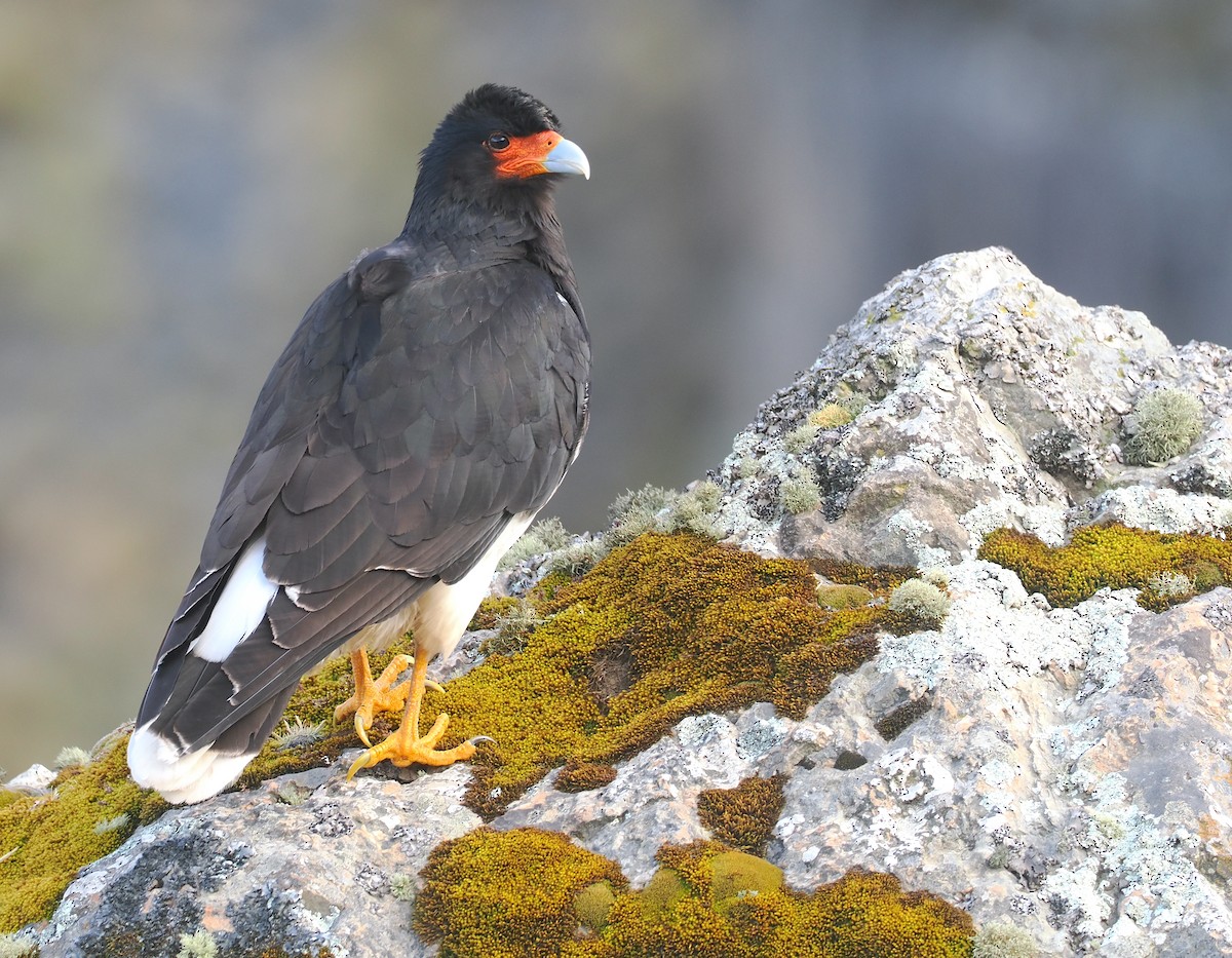 Mountain Caracara - ML646256611