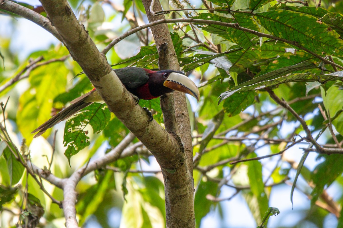 Ivory-billed Aracari - ML646256613