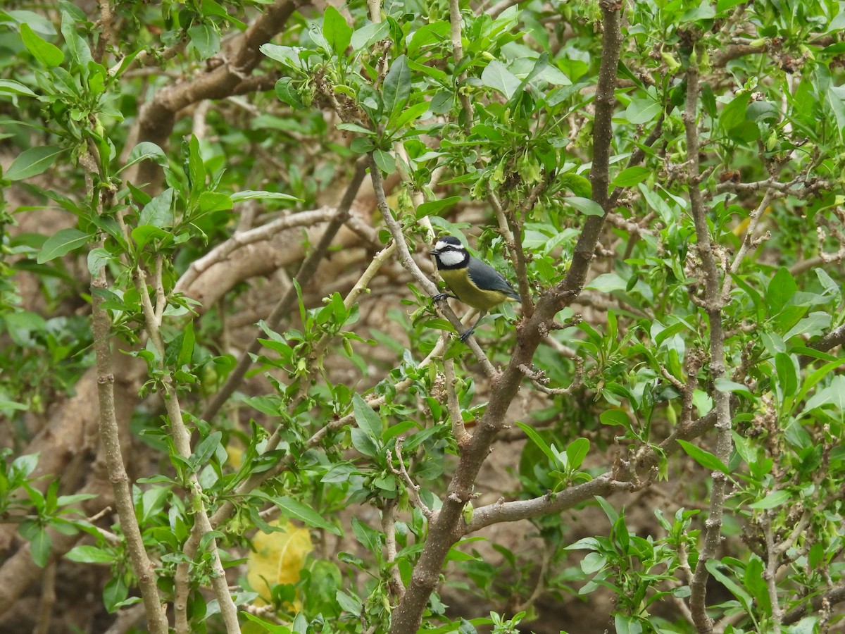 African Blue Tit - ML646256614