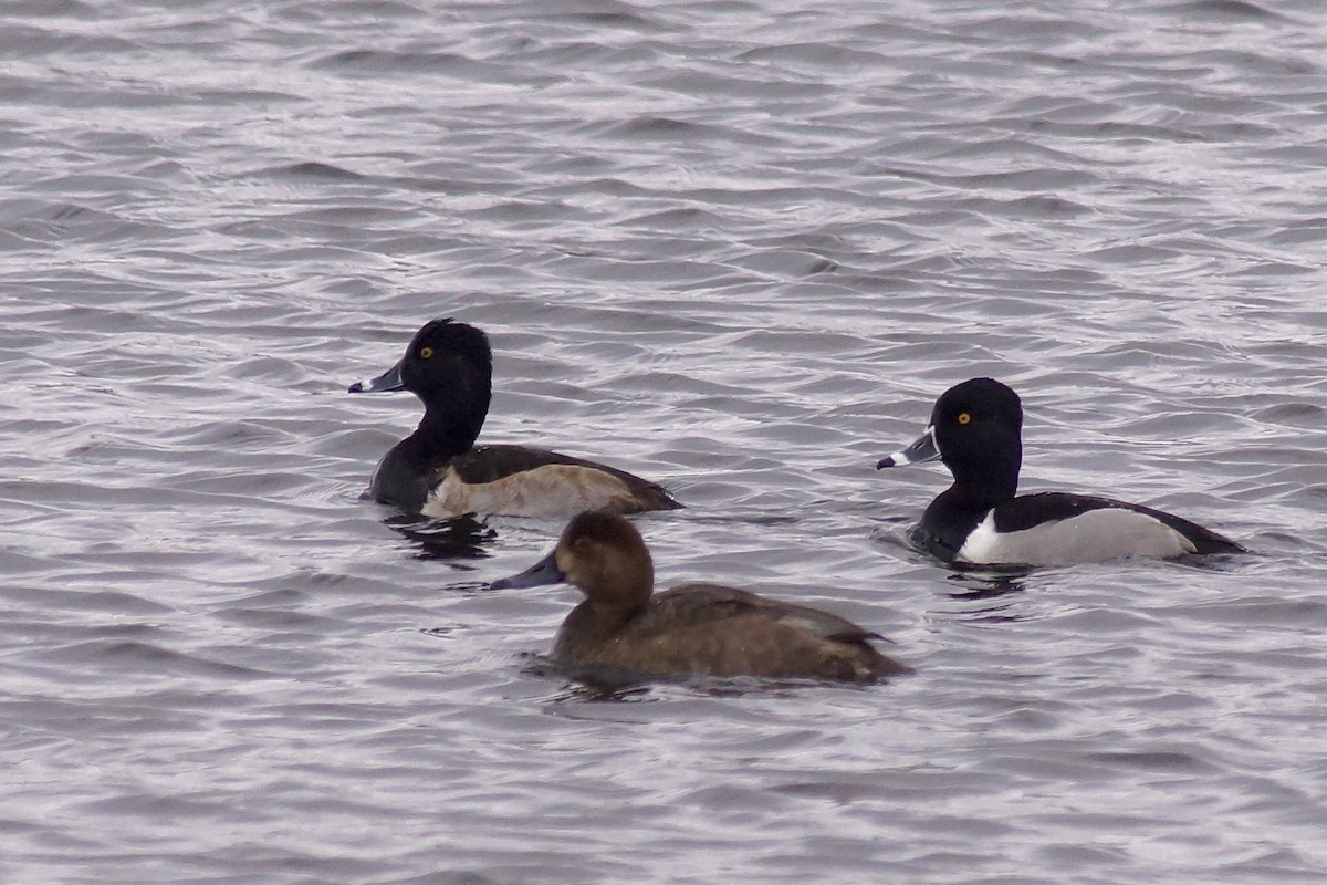Ring-necked Duck - ML646256615