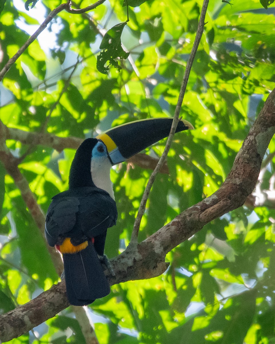 White-throated Toucan - ML646256617
