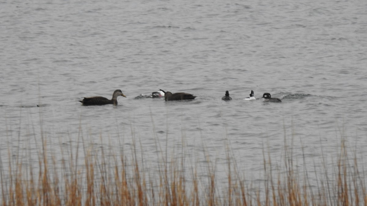 American Black Duck - ML646256620