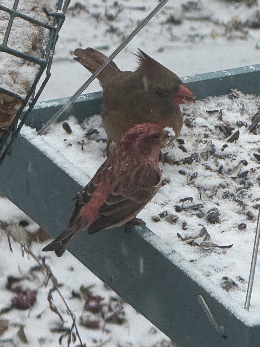 hýl nachový - ML646256622