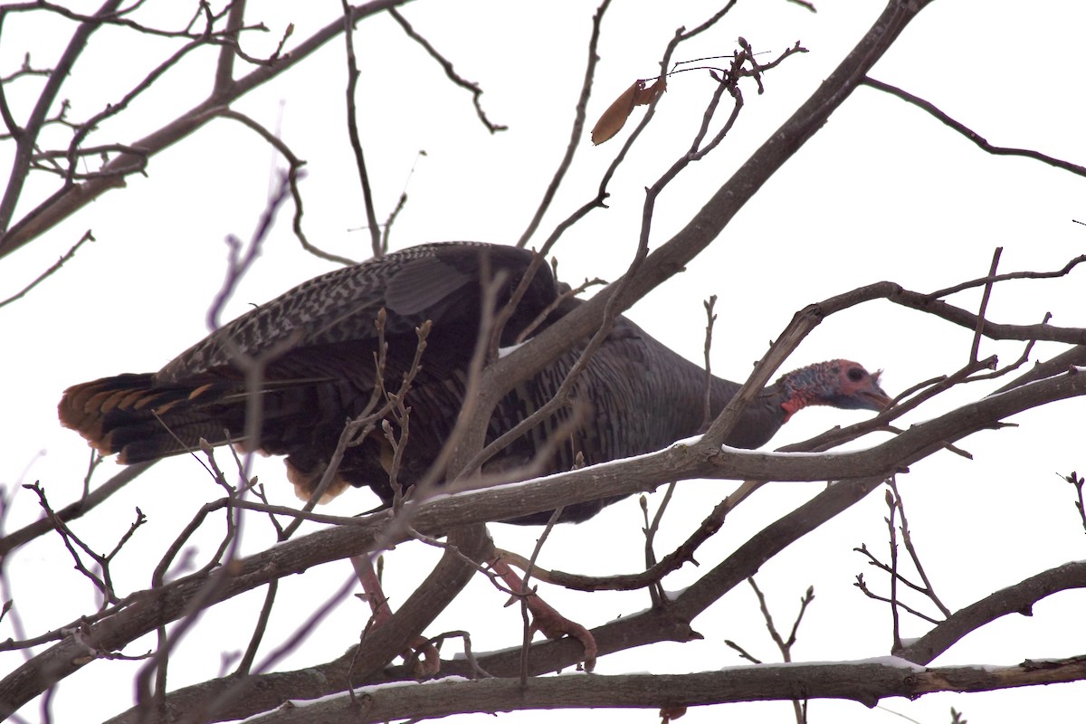 Wild Turkey - ML646256625