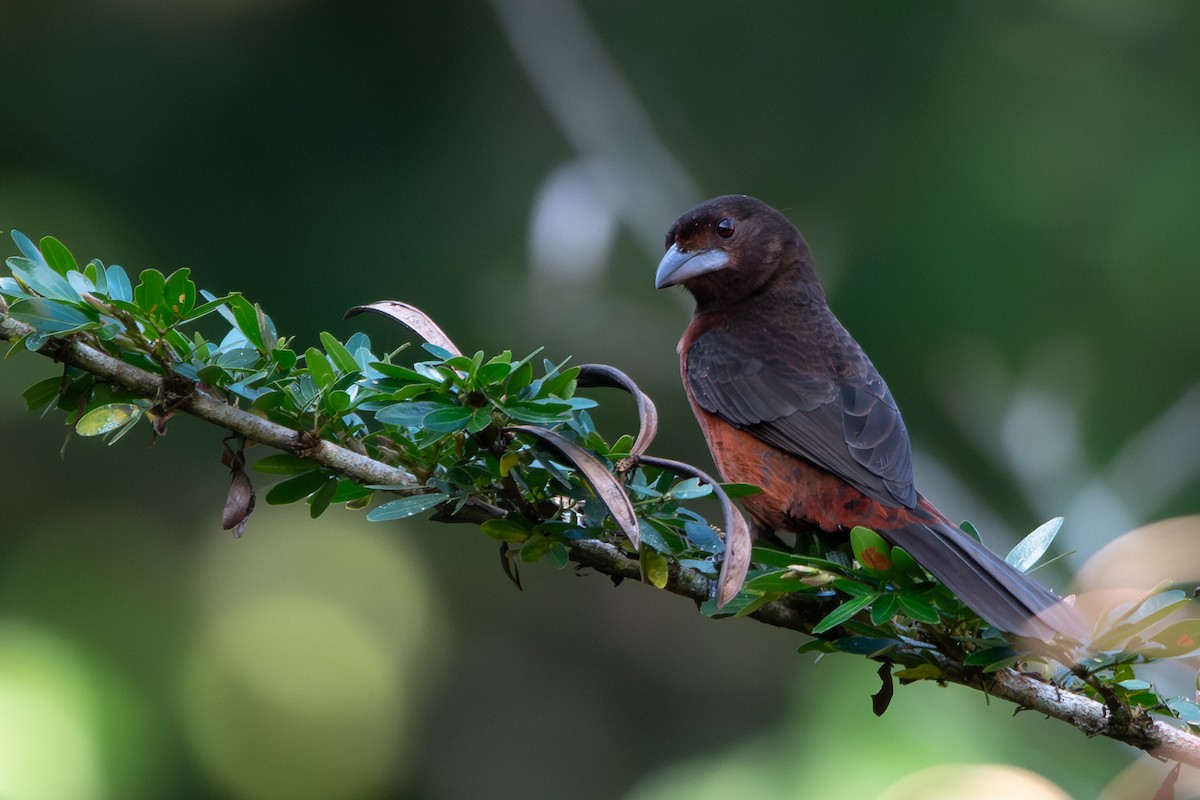 Silver-beaked Tanager - ML646256628
