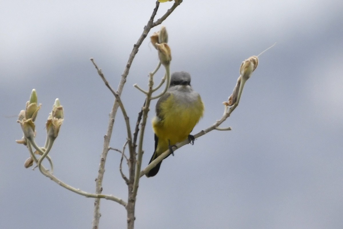 Tirano Occidental - ML646256630