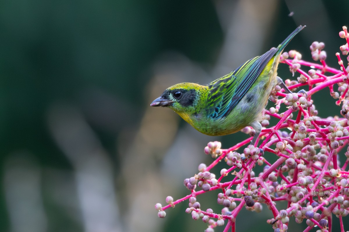Green-and-gold Tanager - ML646256633
