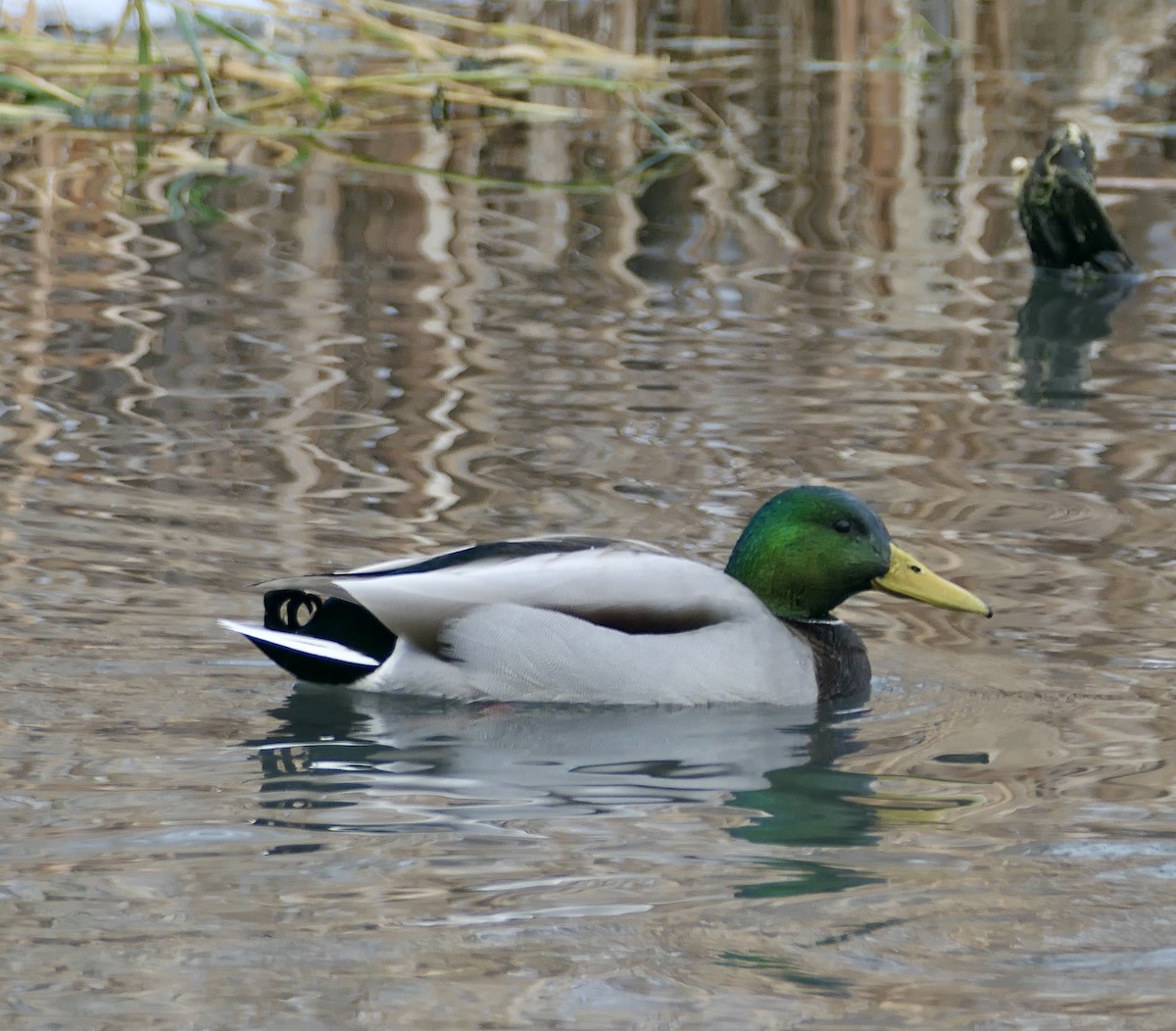 Mallard - ML646256636