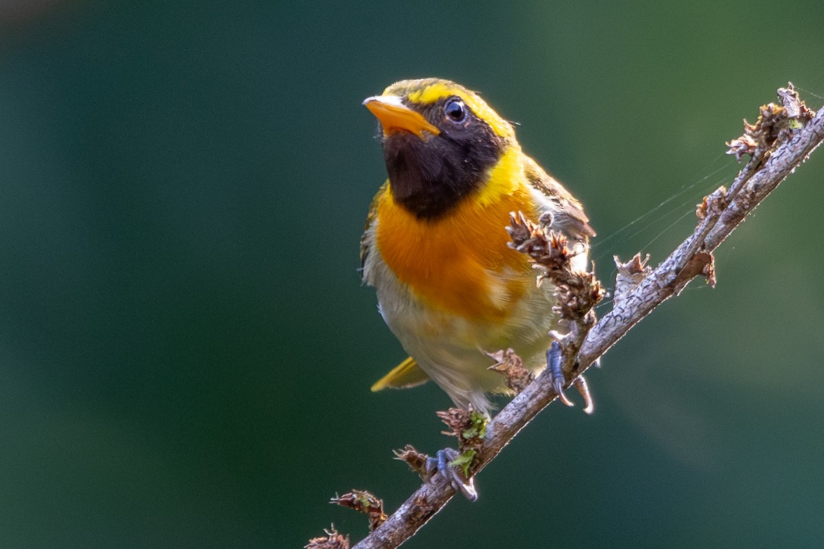 Guira Tanager - ML646256638