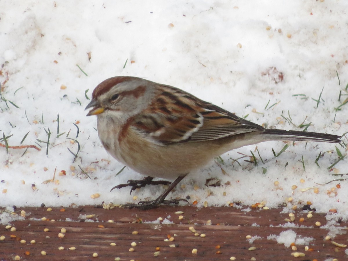 American Tree Sparrow - ML646256640