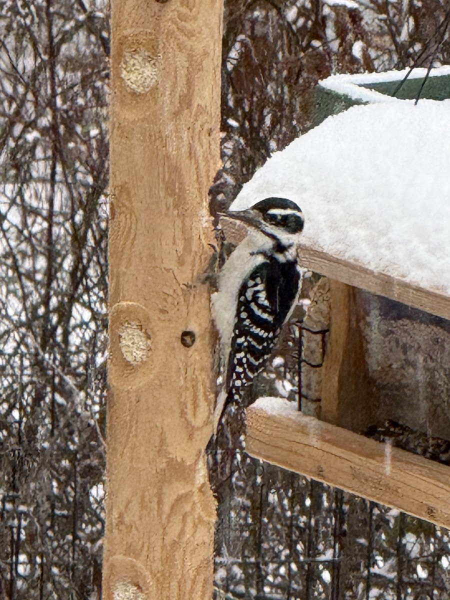 strakapoud americký - ML646256641