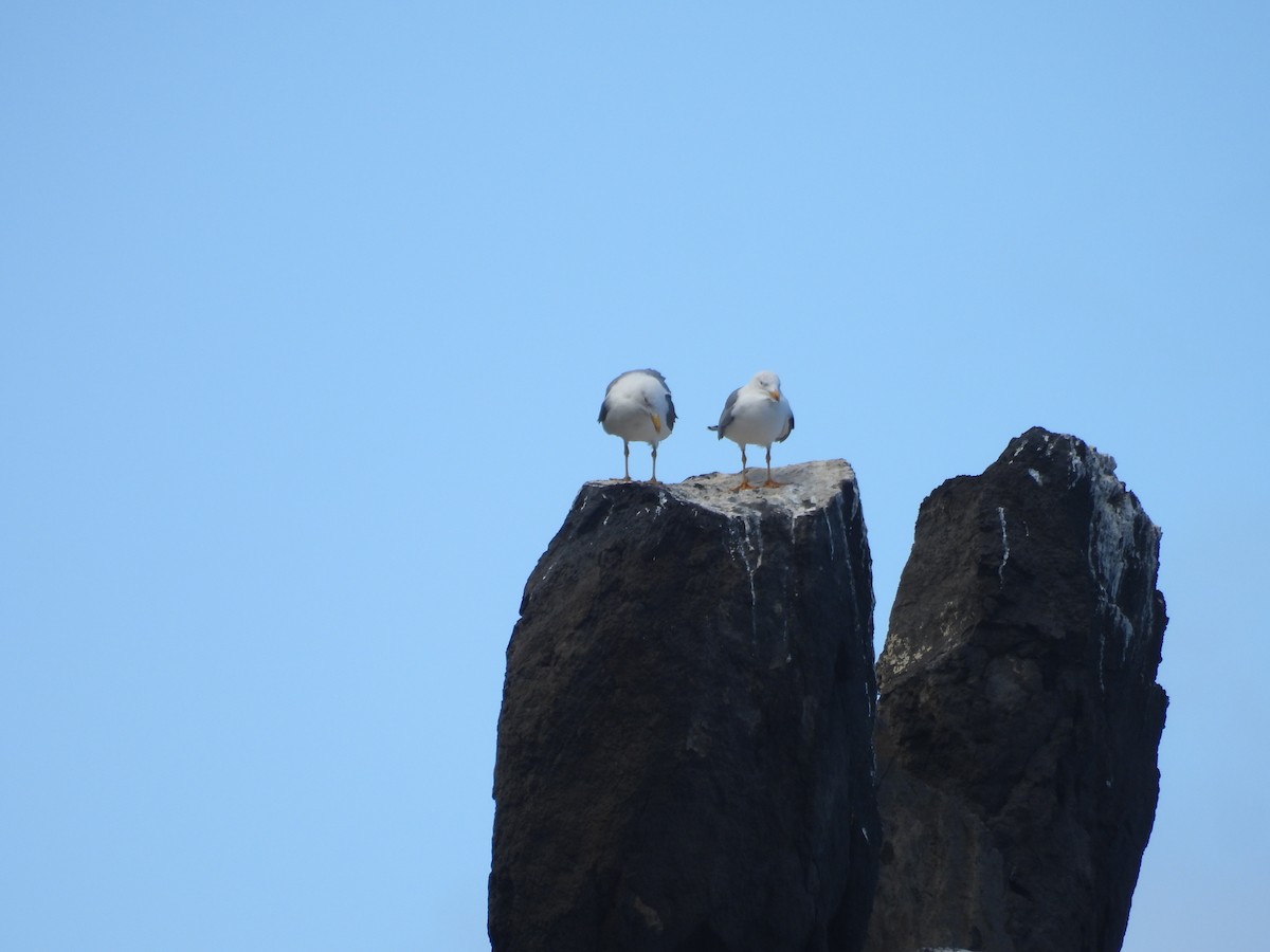 racek středomořský - ML646256642