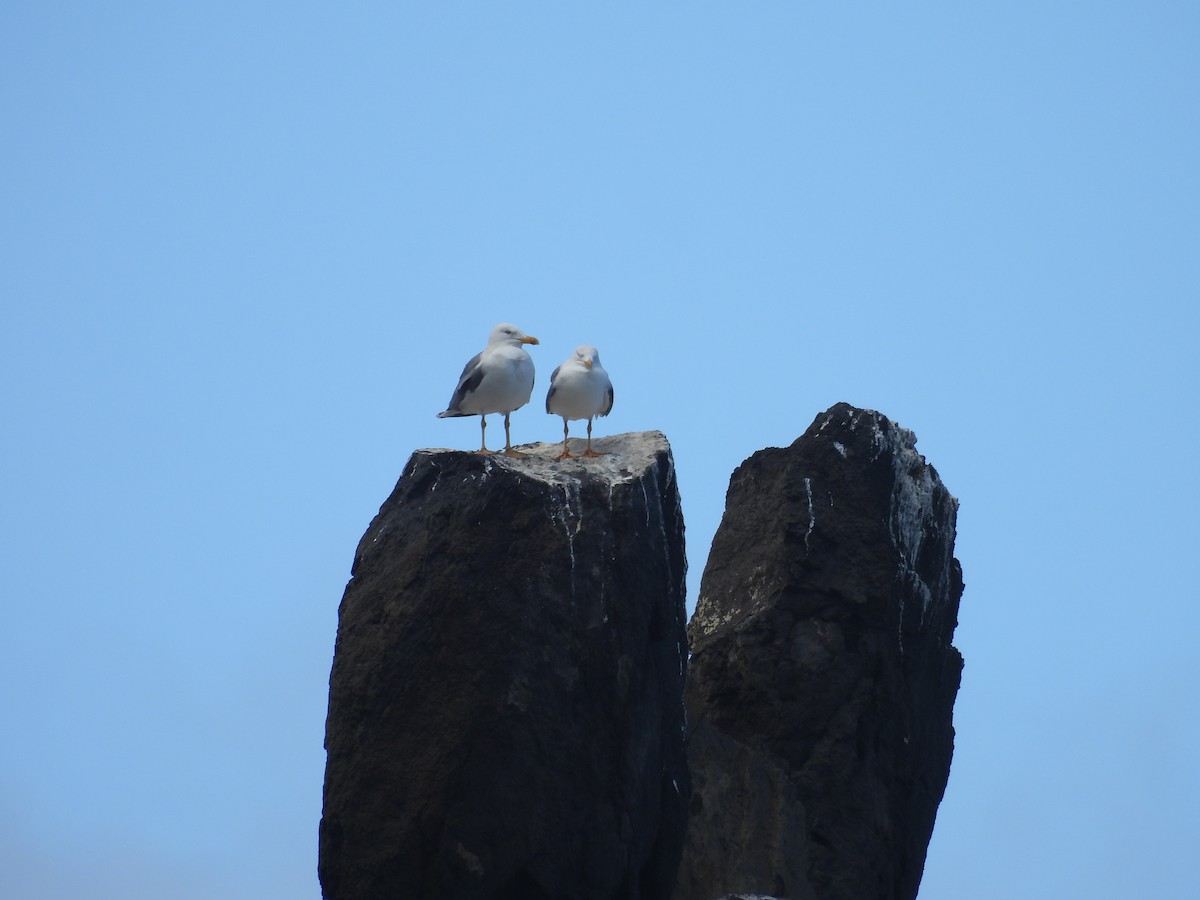 racek středomořský - ML646256643