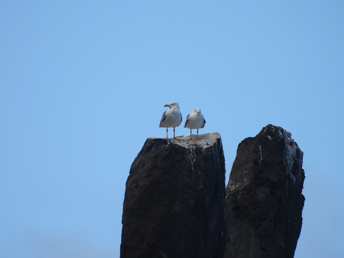 racek středomořský - ML646256644