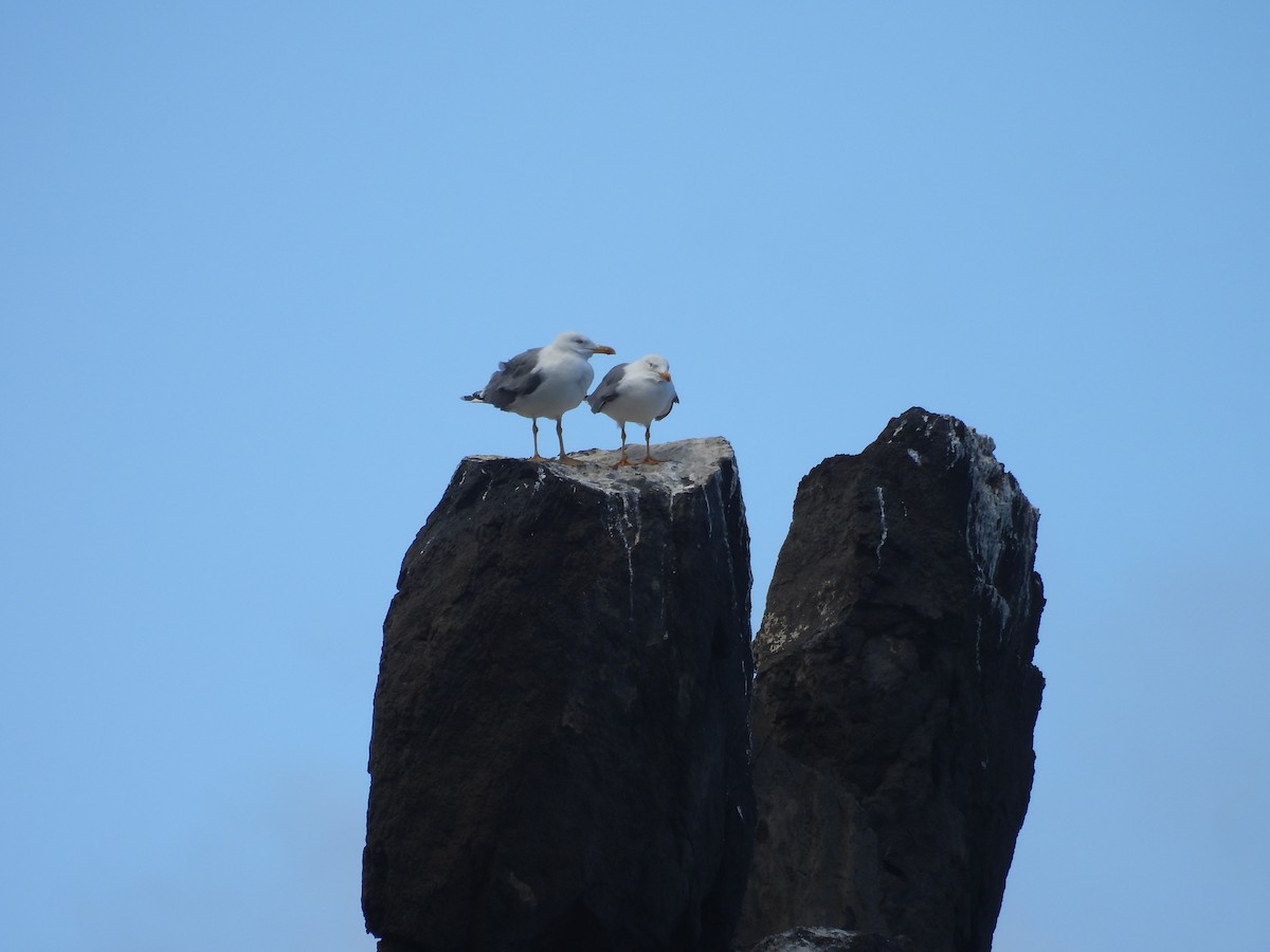 racek středomořský - ML646256646