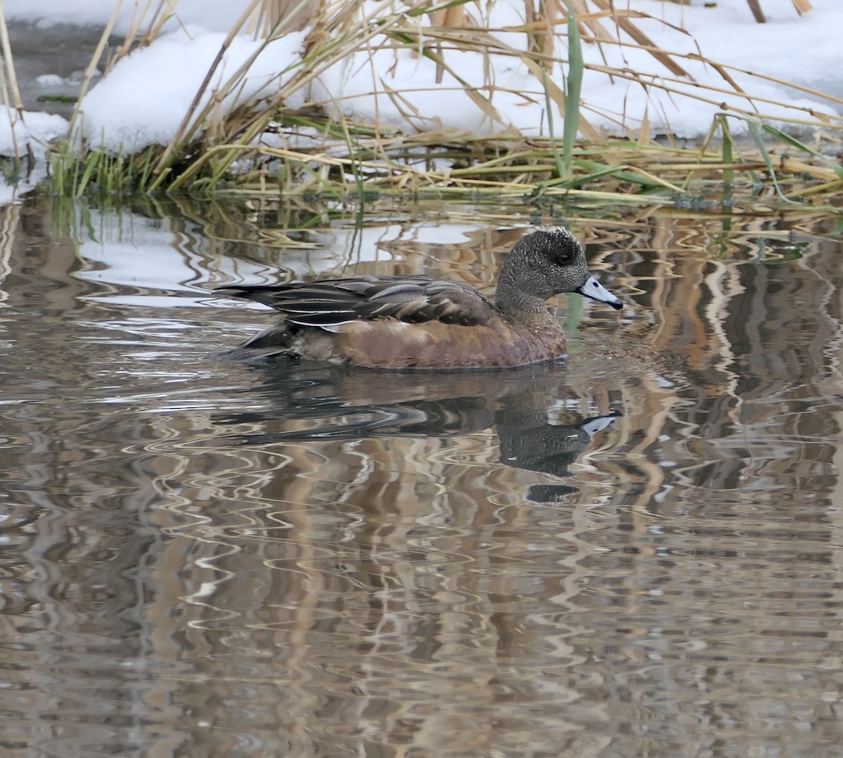 American Wigeon - ML646256647