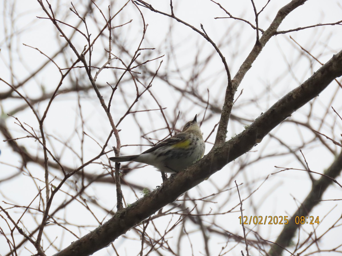 Yellow-rumped Warbler - ML646256648