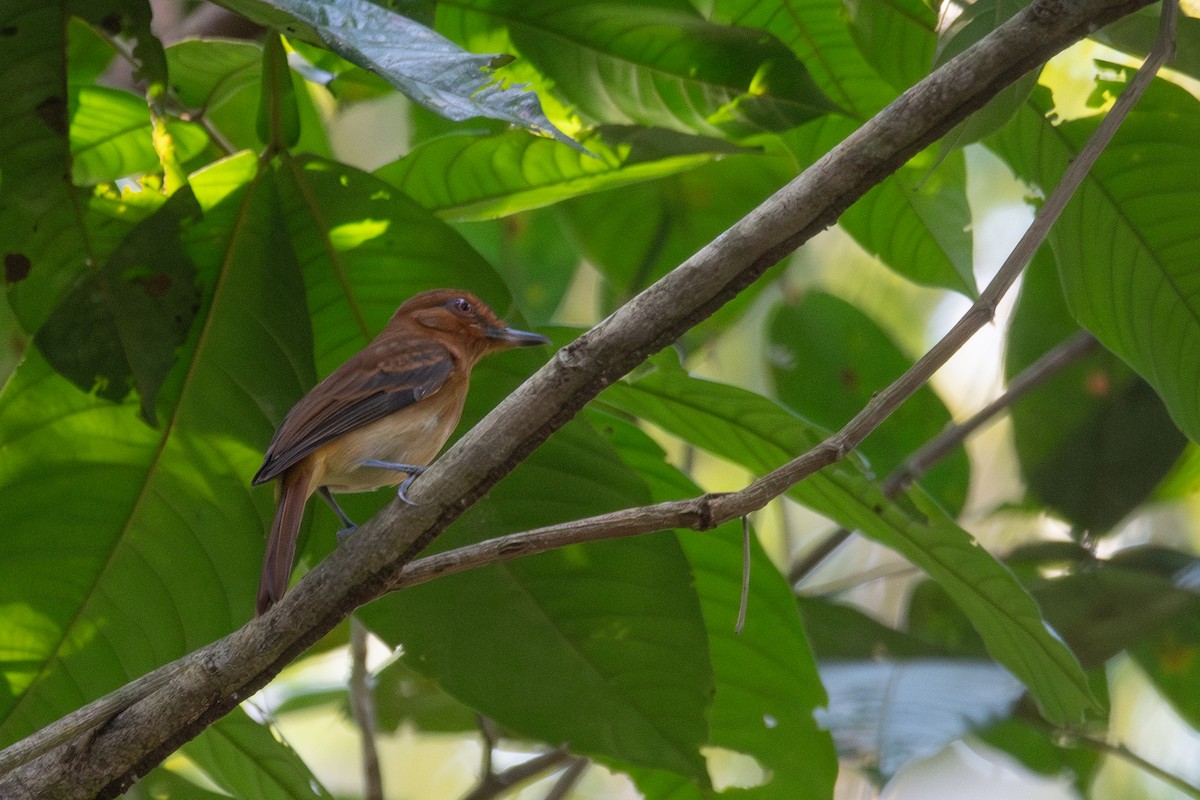 Bright-rumped Attila - ML646256652