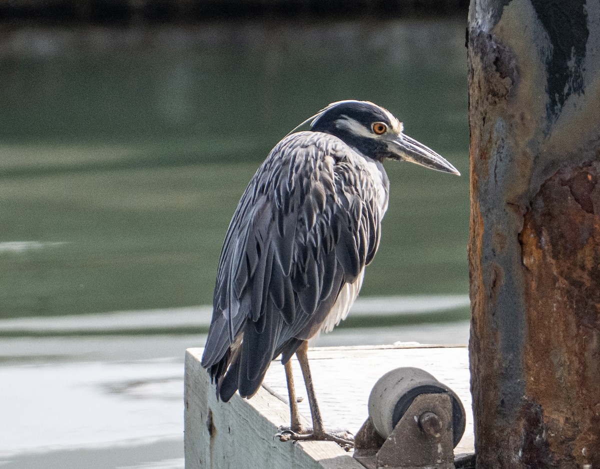 gulkronehegre - ML646256653