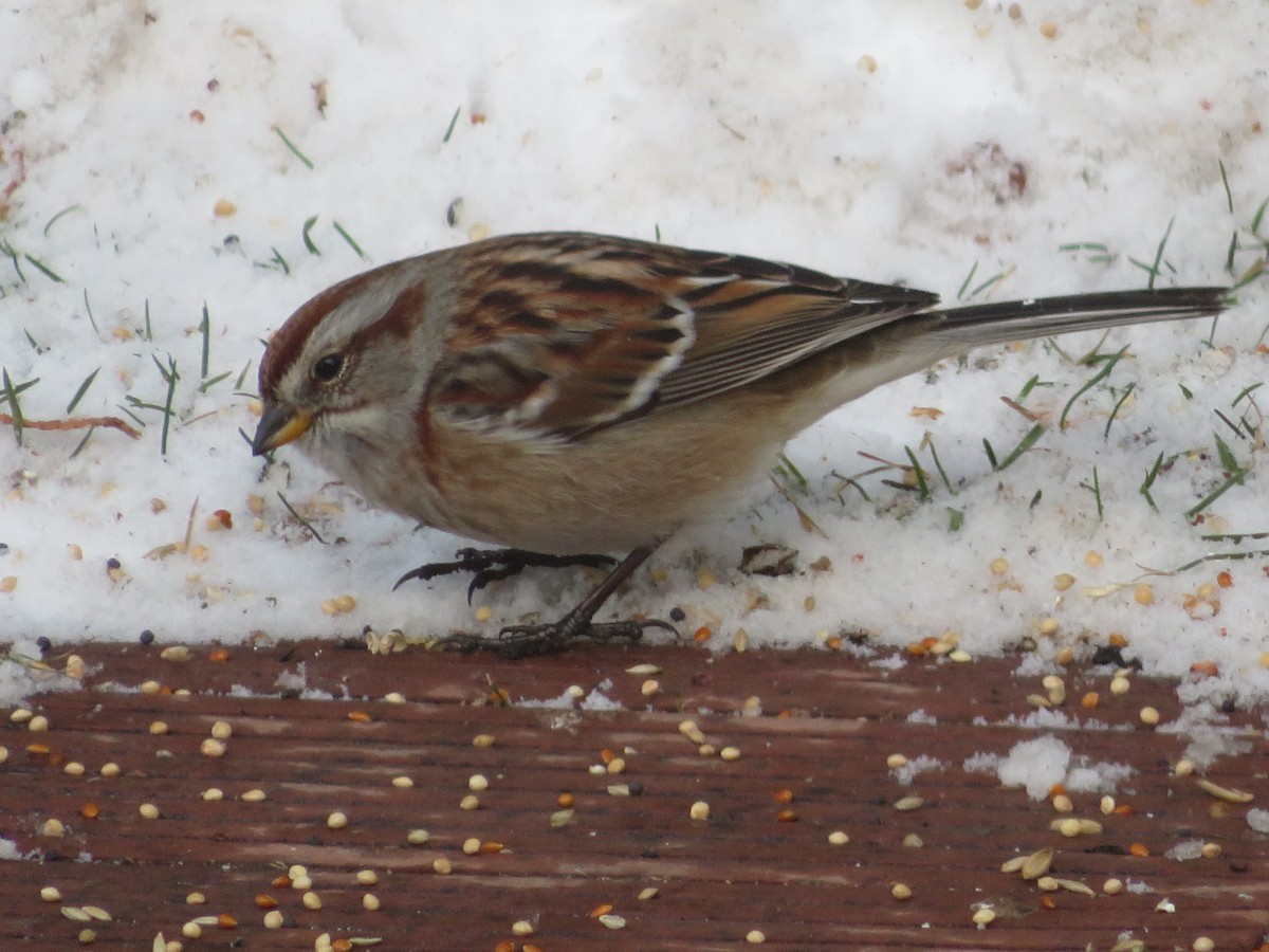 American Tree Sparrow - ML646256654
