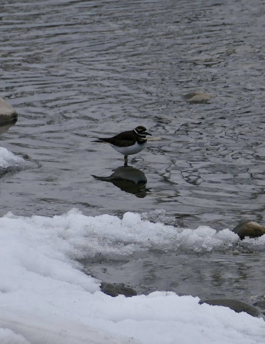 Killdeer - ML646256655