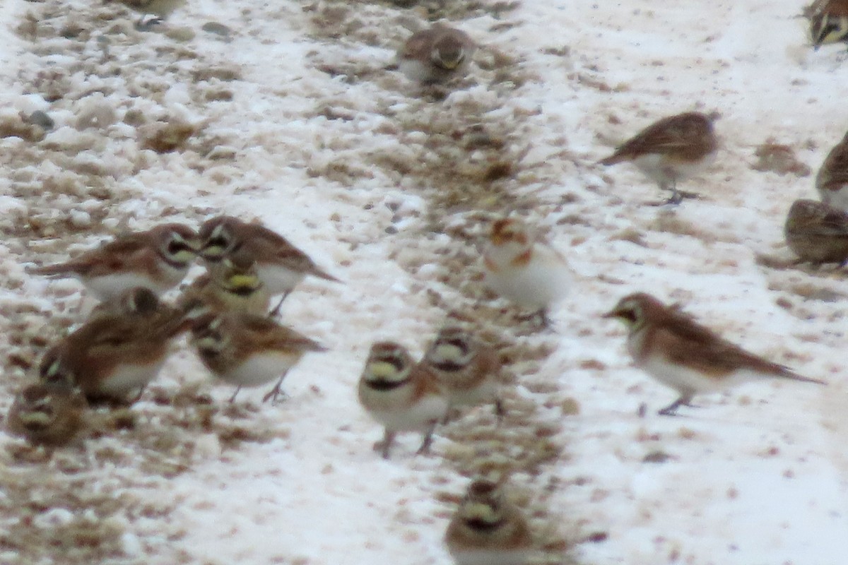 Horned Lark - ML646256656