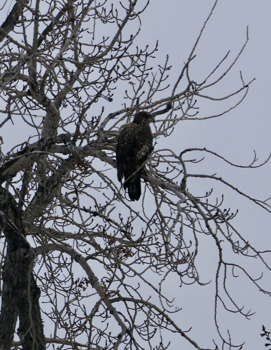 Bald Eagle - ML646256662