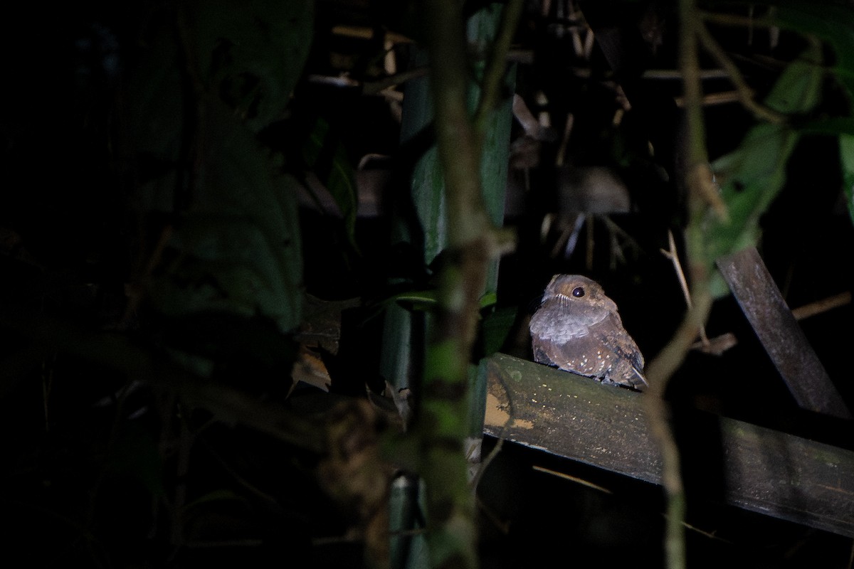 Ocellated Poorwill - ML646256664