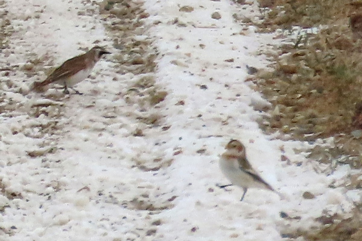 sněhule severní - ML646256666