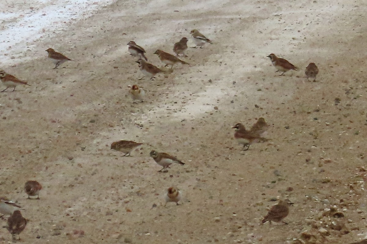 sněhule severní - ML646256667