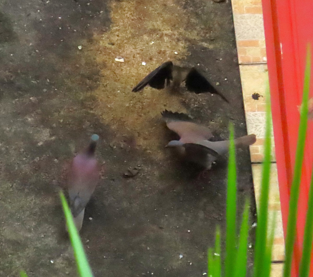 Paloma Colorada - ML646256669