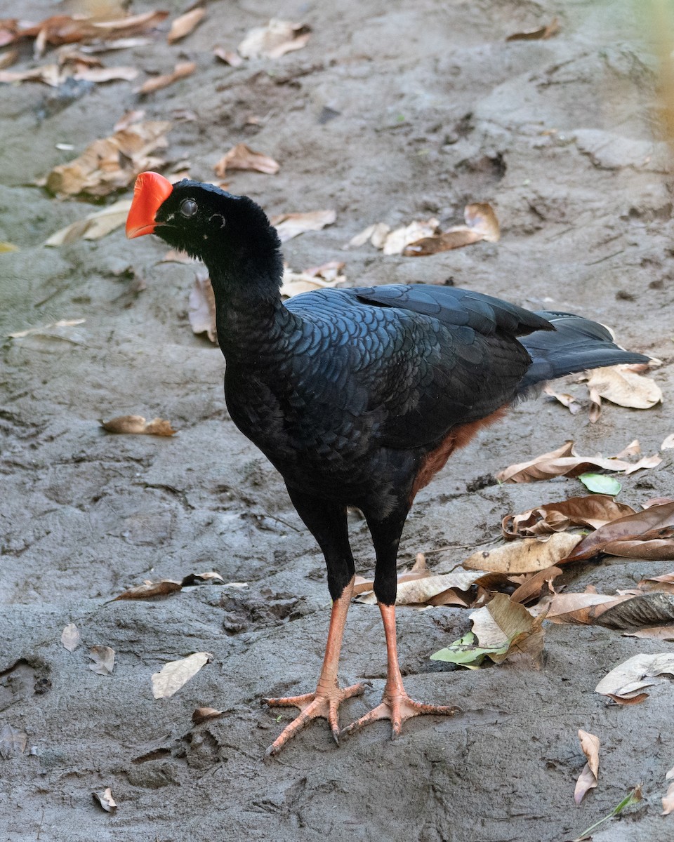 Razor-billed Curassow - ML646256670