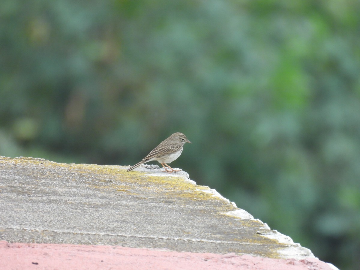 linduška kanárská - ML646256671