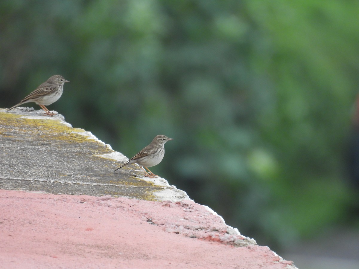 linduška kanárská - ML646256672