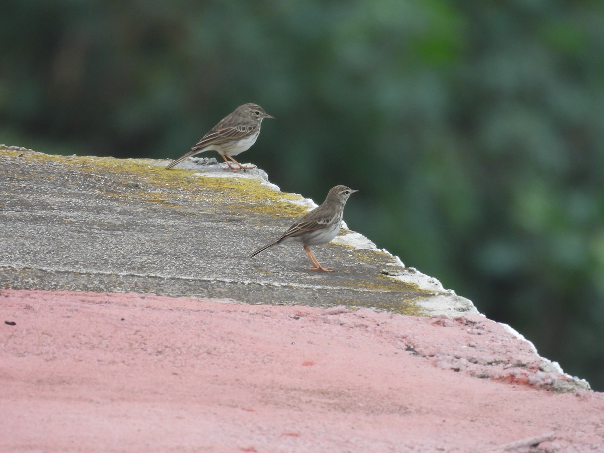 linduška kanárská - ML646256673