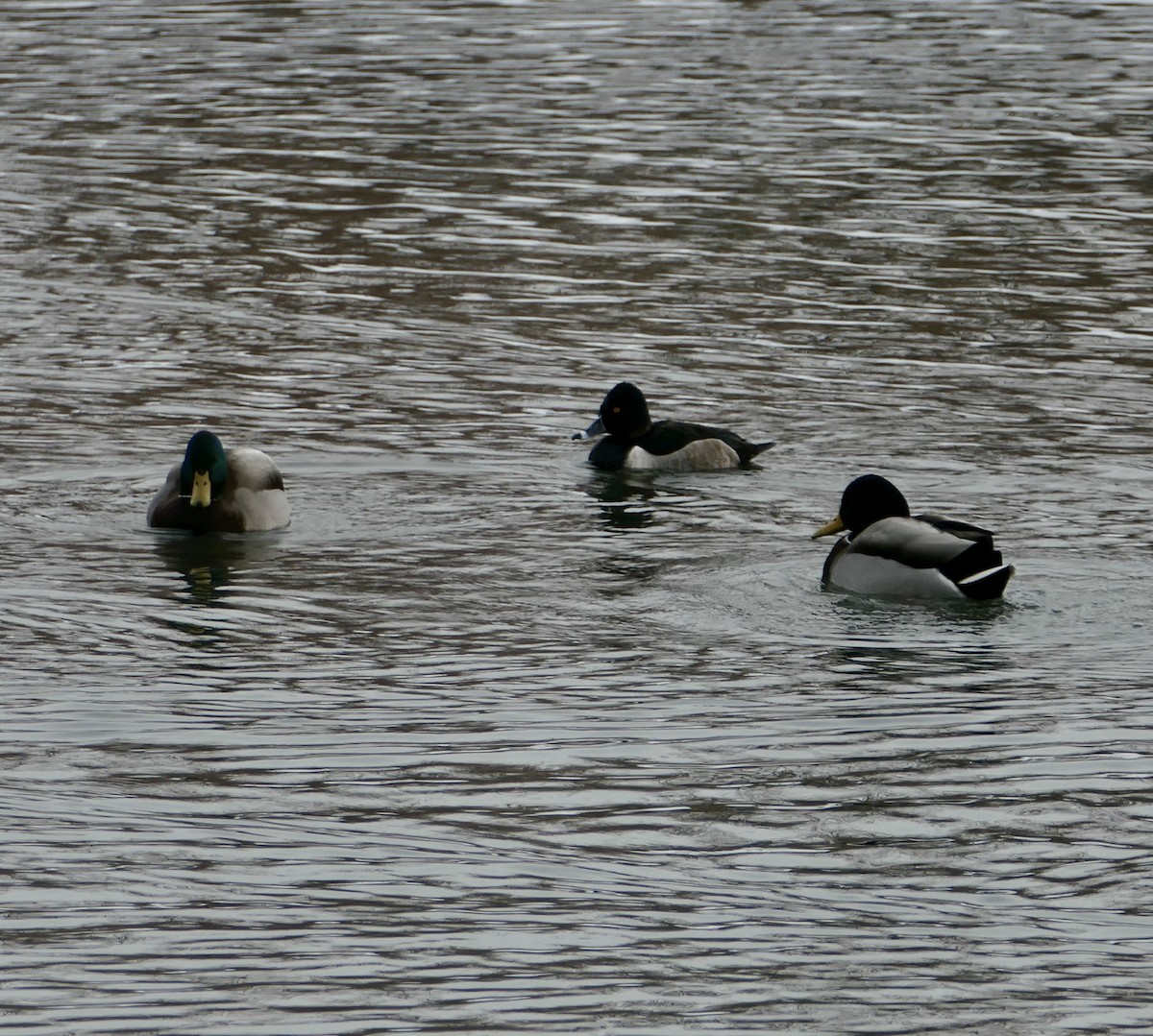 Ring-necked Duck - ML646256674