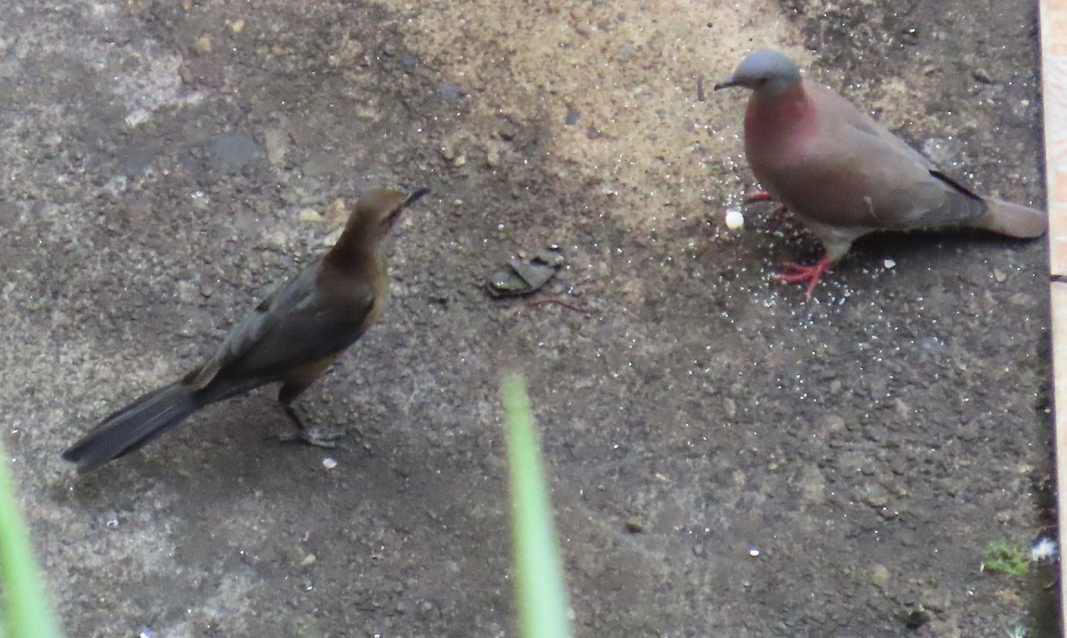 Paloma Colorada - ML646256682