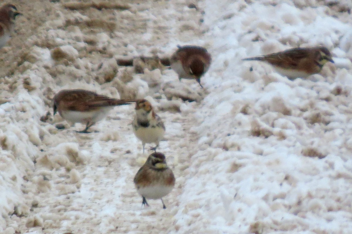 ostružka severní - ML646256683