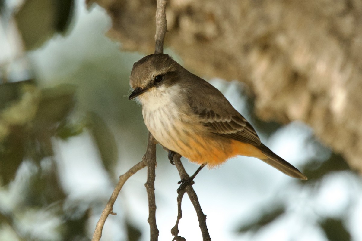 Vermilion Flycatcher - ML646256685