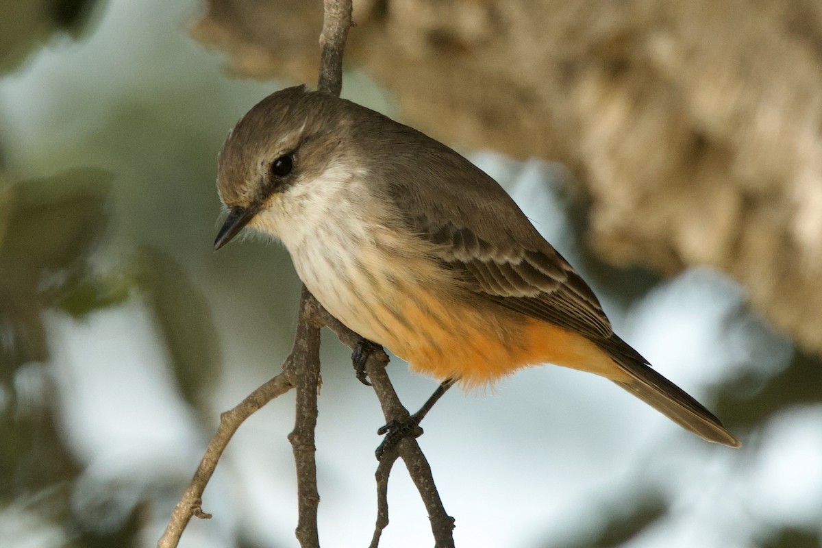 Vermilion Flycatcher - ML646256686