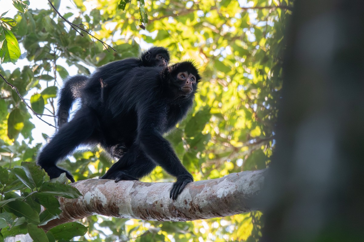 Animals - ML646256691