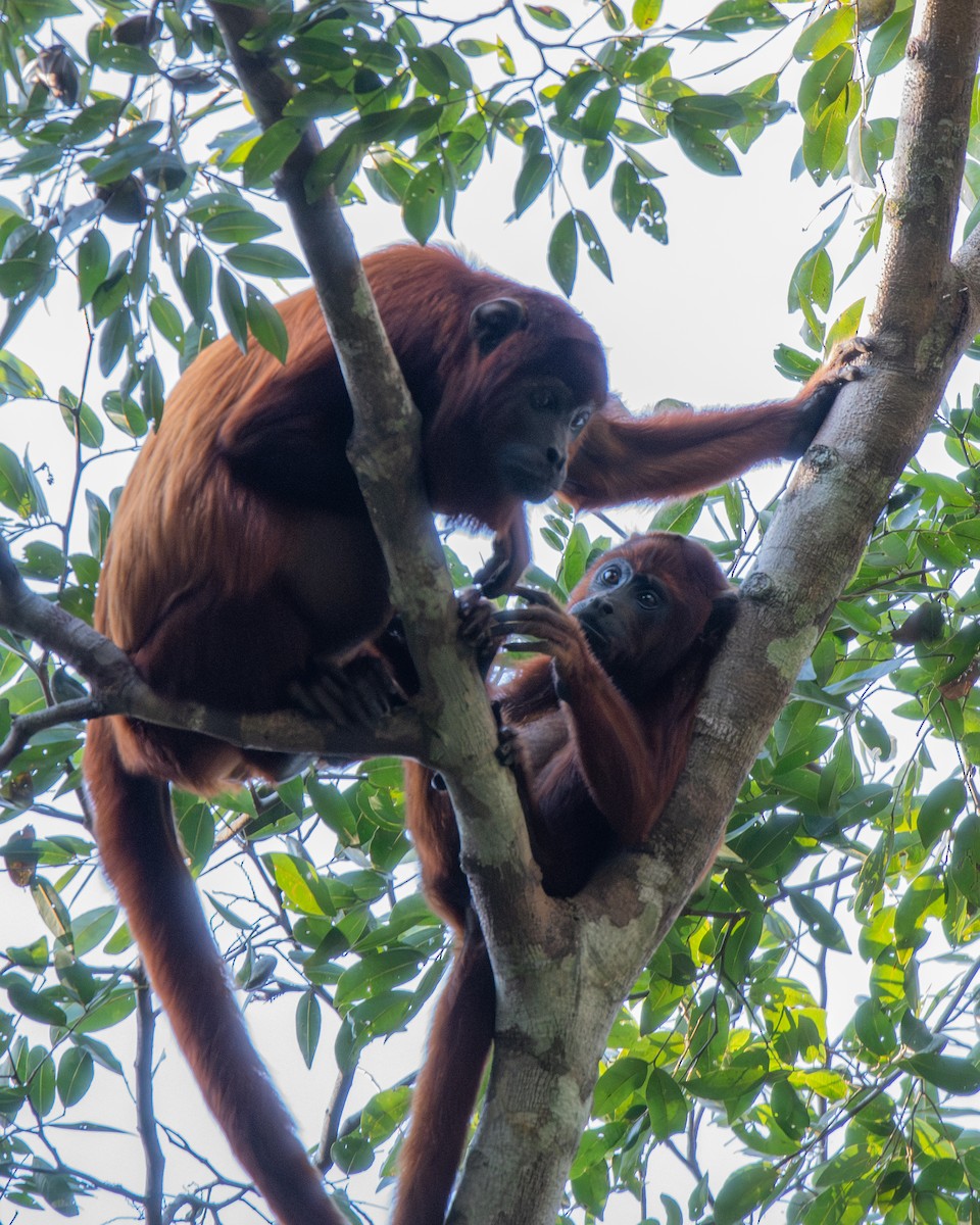 Animals - ML646256692