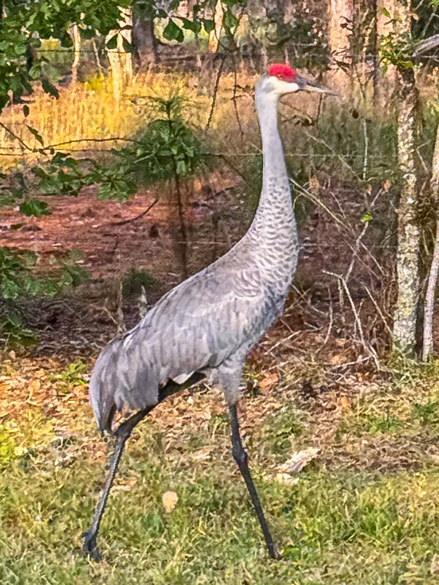 Sandhill Crane - ML646256693