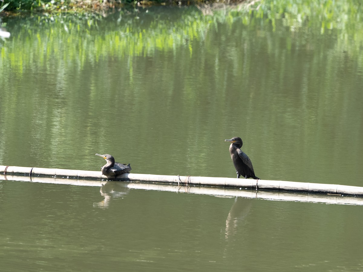 Neotropic Cormorant - ML646256699