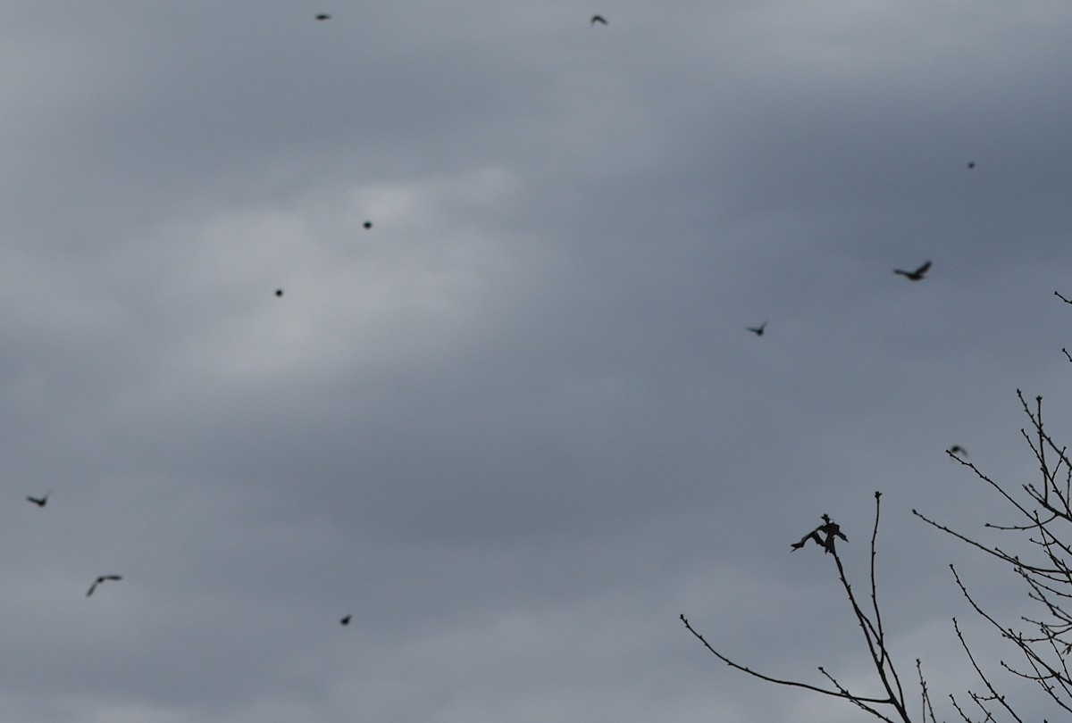 American Goldfinch - ML646256700