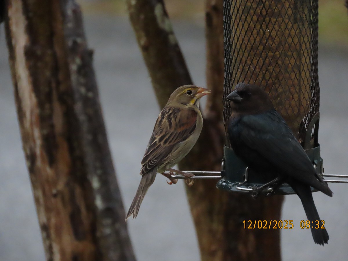 Dickcissel - ML646256704