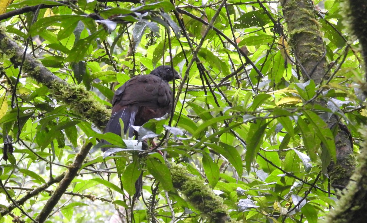 Andean Guan - ML646256708
