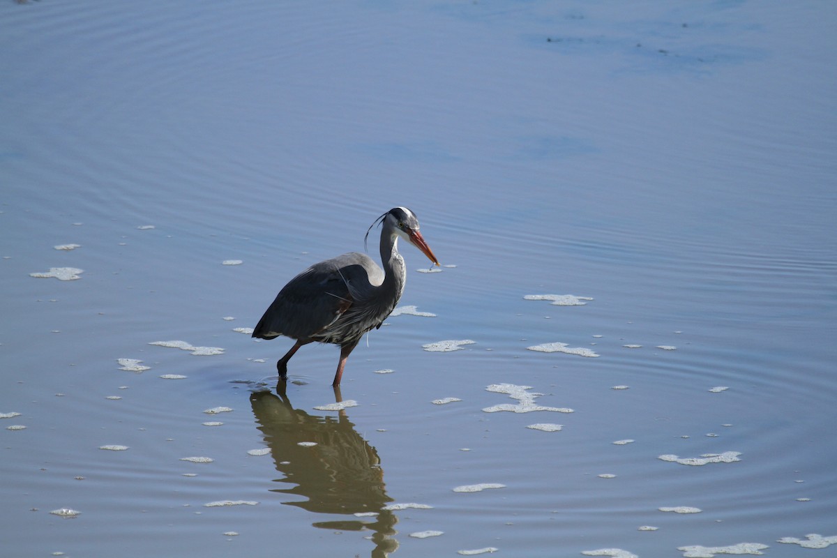 Great Blue Heron - ML646256710