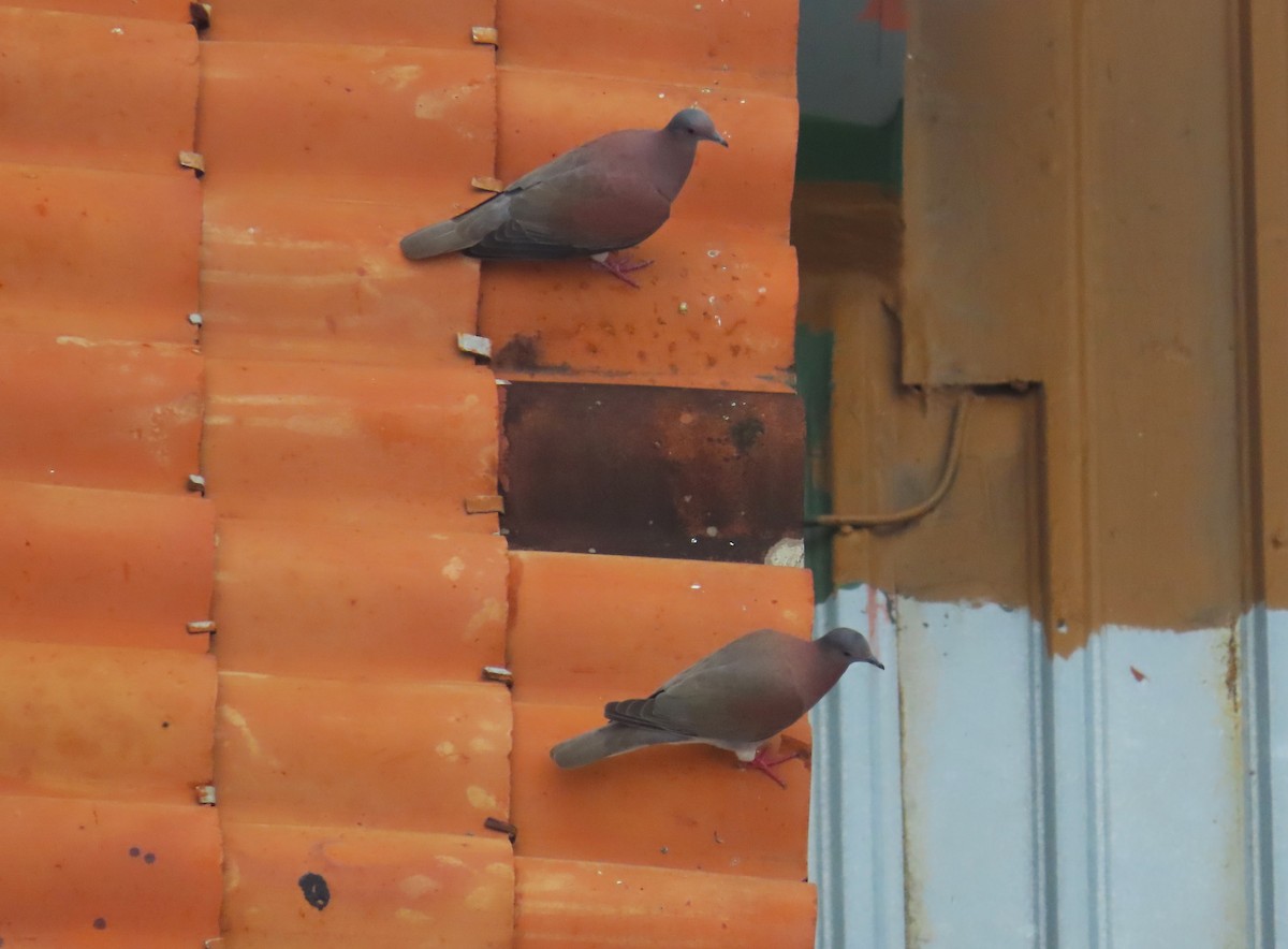 Pale-vented Pigeon - ML646256713