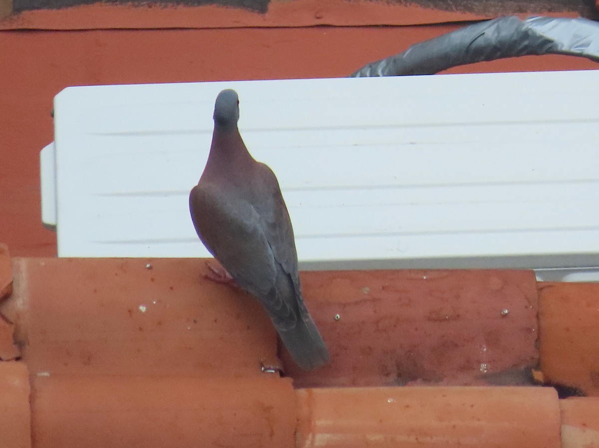 Pale-vented Pigeon - ML646256714